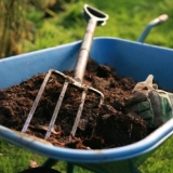 Kako oploditi jorgovan za bujno cvjetanje, nakon cvatnje